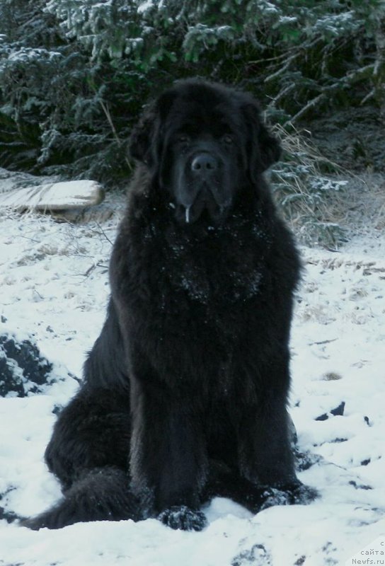 Фото: ньюфаундленд Черная Мафия Ангел Амонг Ус (Chernaya Mafia Аngel Among Us)