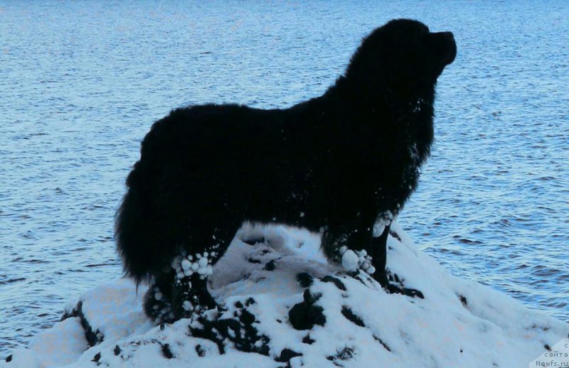 Фото: ньюфаундленд Черная Мафия Ангел Амонг Ус (Chernaya Mafia Аngel Among Us)