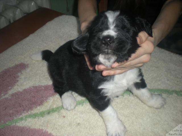 Фото: ньюфаундленд Большой Давид