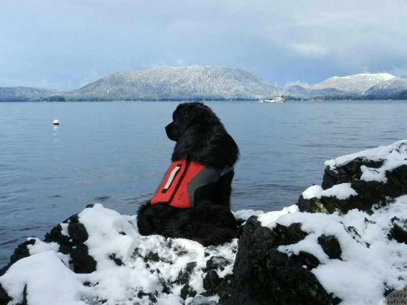 Фото: ньюфаундленд Черная Мафия Ангел Амонг Ус (Chernaya Mafia Аngel Among Us)