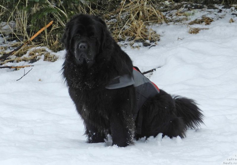 Фотография № 222814