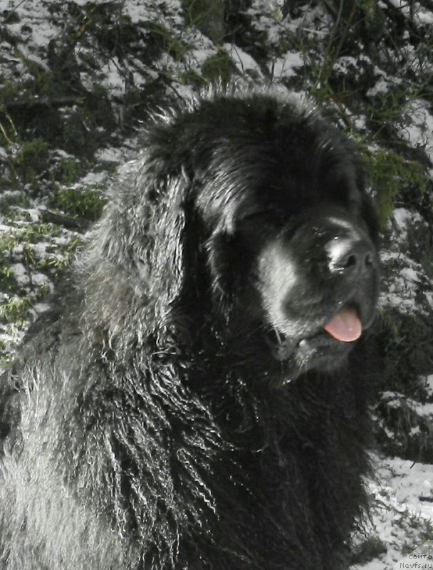 Фото: ньюфаундленд Черная Мафия Ангел Амонг Ус (Chernaya Mafia Аngel Among Us)