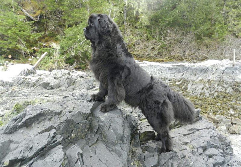 Фото: ньюфаундленд Черная Мафия Ангел Амонг Ус (Chernaya Mafia Аngel Among Us)