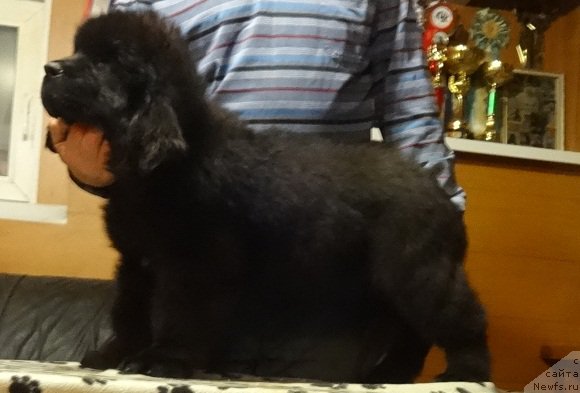 Фото: ньюфаундленд Ньюфорт Царская Дочь