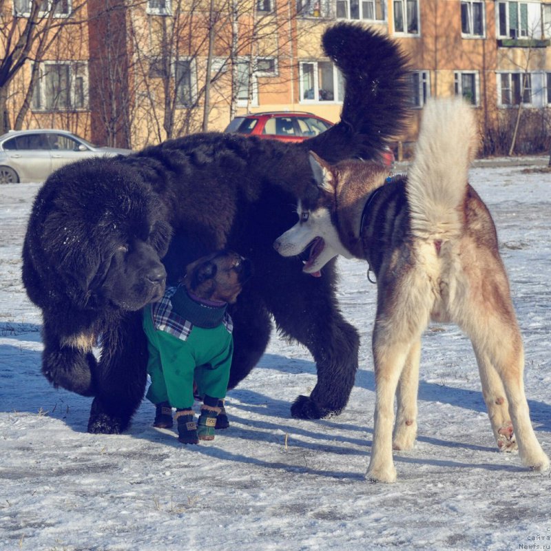 Фотография № 222822