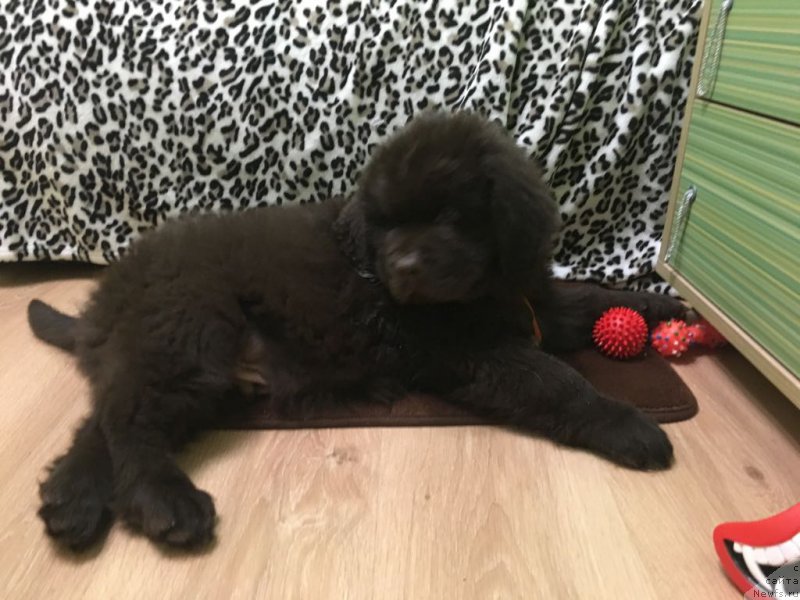 Фото: ньюфаундленд Браунблад МСК Ларчи Ардон (Brownblood MSK Larchie Ardon)