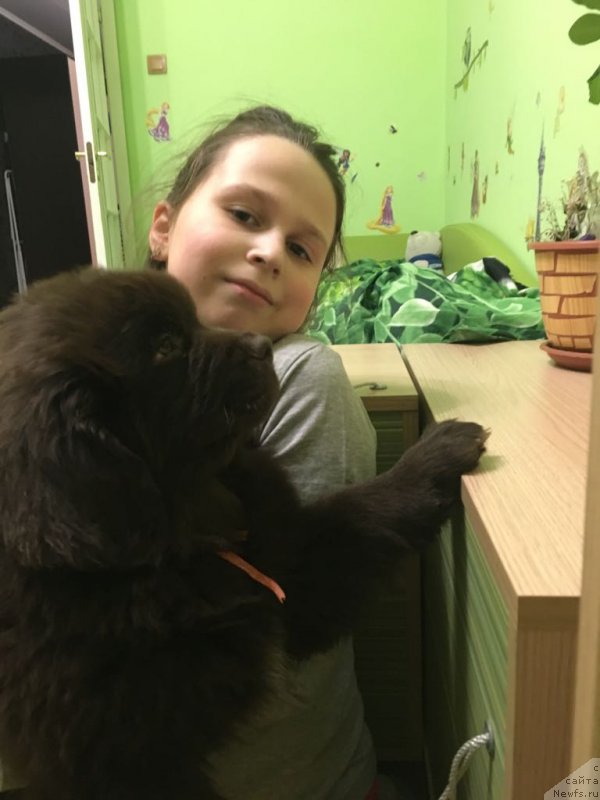 Фото: ньюфаундленд Браунблад МСК Ларчи Ардон (Brownblood MSK Larchie Ardon)