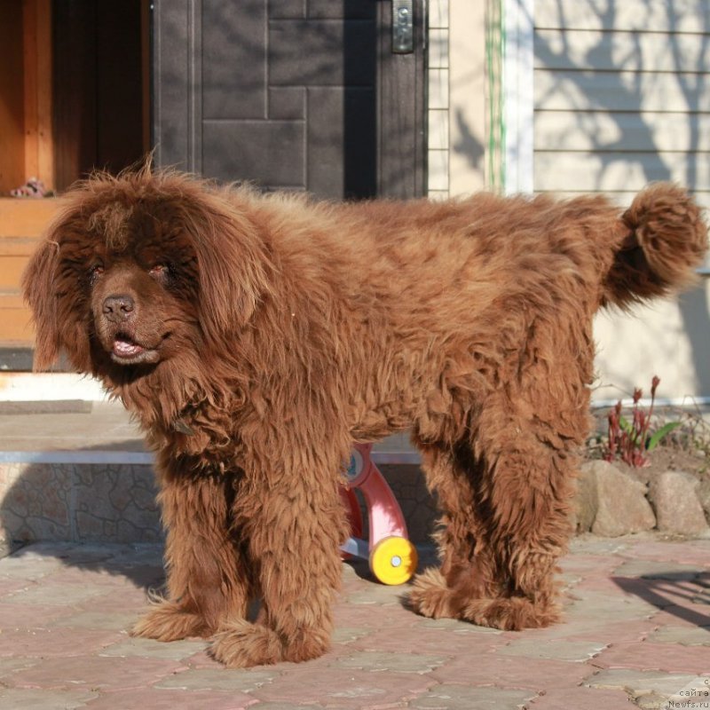 Фото: ньюфаундленд Петер-Беар Лакки Стар, ньюфаундленд Петер-Беар Лакки Стар