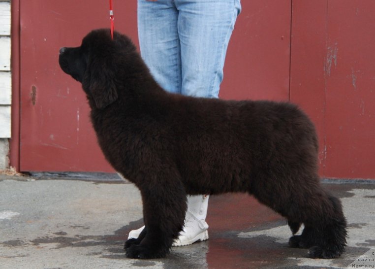 Фото: ньюфаундленд Аквиан Сонг Турандот