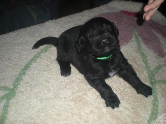 Фото: ньюфаундленд Бриллиантовая Леди