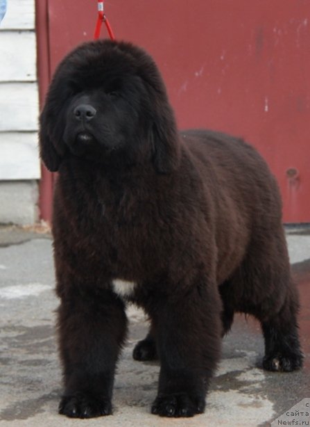 Фото: ньюфаундленд Аквиан Сонг Турандот