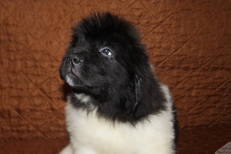 Фотография № 222858