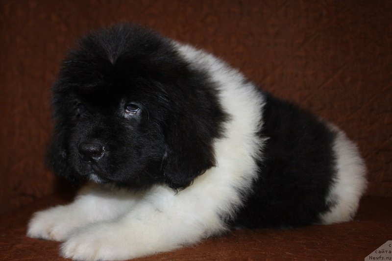 Фотография № 222859