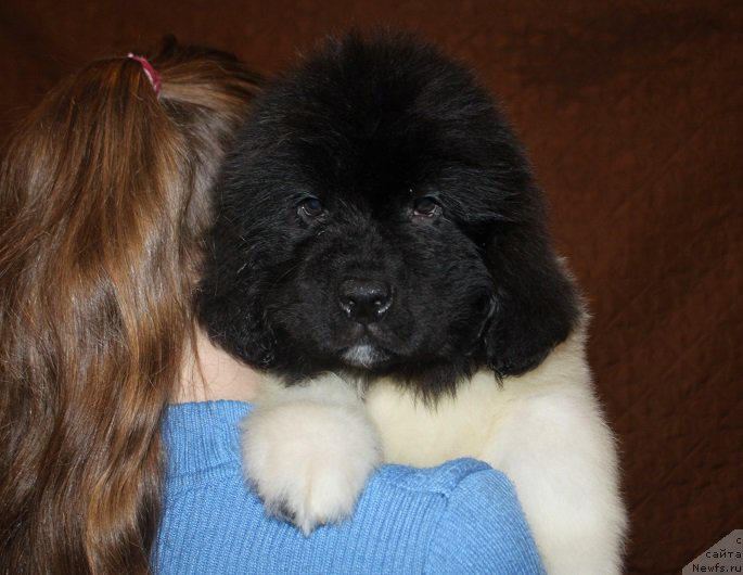 Фотография № 222860