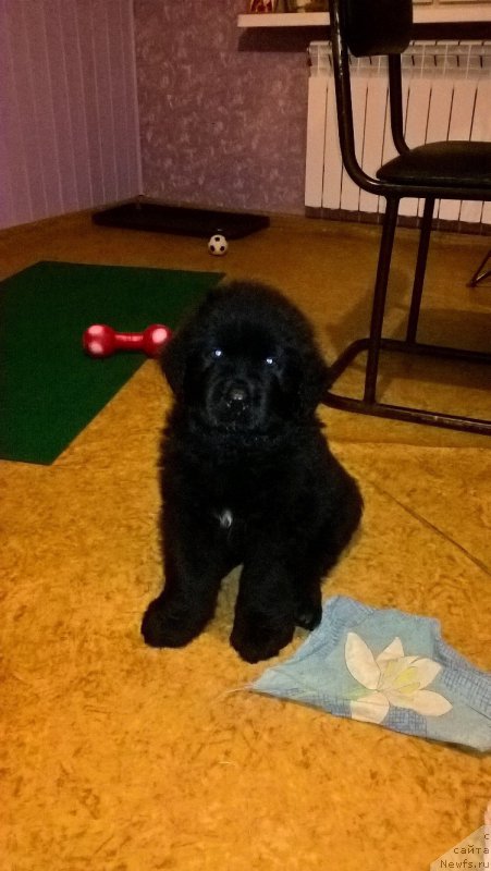 Фото: ньюфаундленд Идеал Тейст оф Виктори (Ideal Taste of Victory)