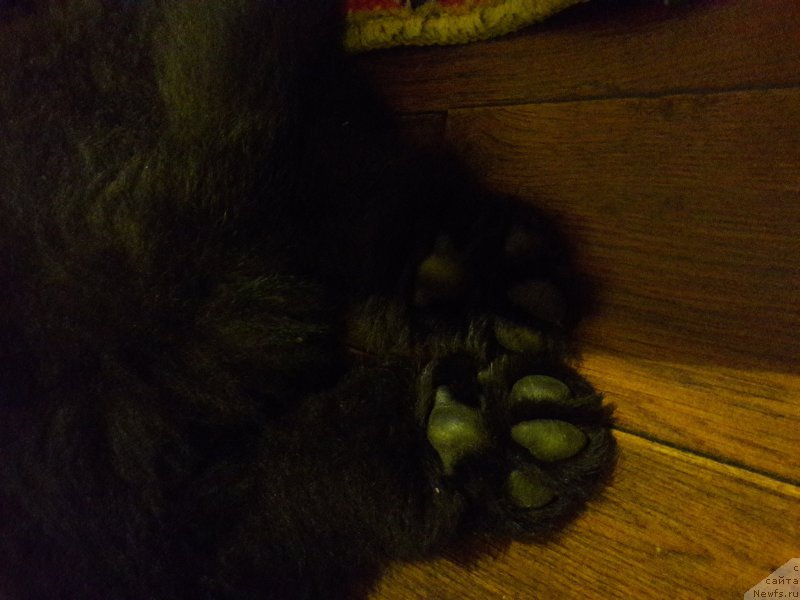 Фото: ньюфаундленд Терра Виктория Жаннет Бусси