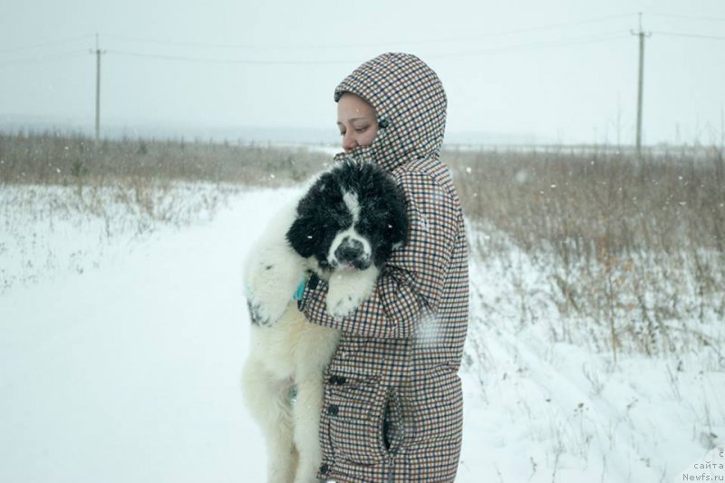 Фото: ньюфаундленд Флюфи Аваланч Жуманжи, Ксения Наумова