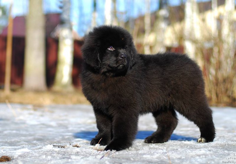 Фото: ньюфаундленд Флюфи Аваланч Инквизиция