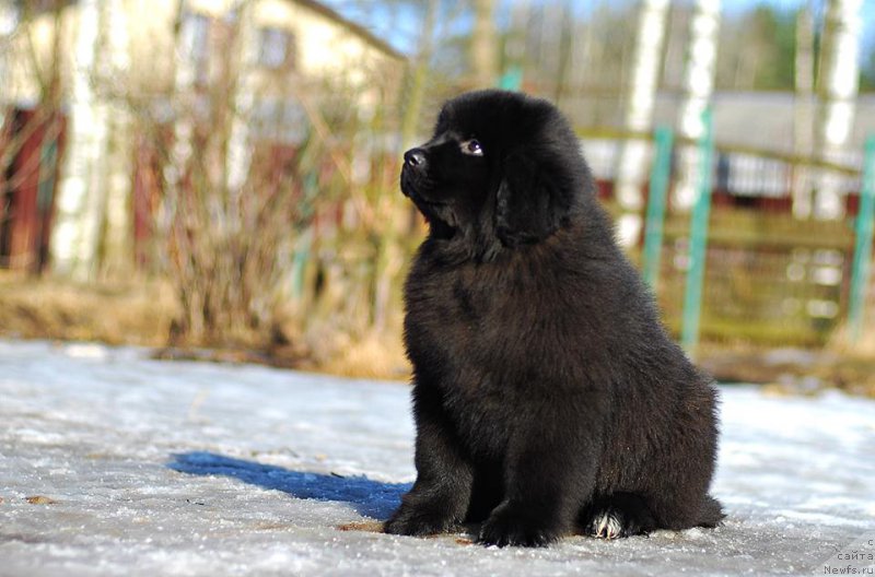 Фото: ньюфаундленд Флюфи Аваланч Инквизиция