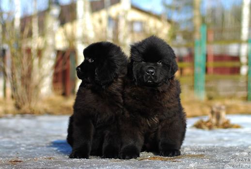 Фото: ньюфаундленд Флюфи Аваланч Инквизиция, ньюфаундленд Флюфи Аваланч Иллюзионист