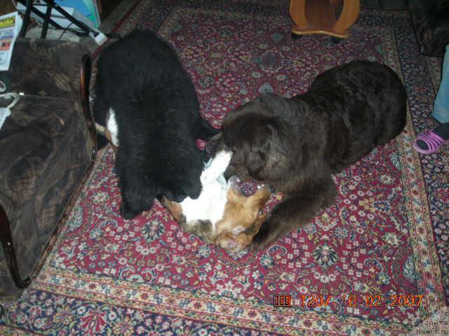 Фото: ньюфаундленд Старди, ньюфаундленд Сент Джонс Круиз (Sent Djons Kruiz)