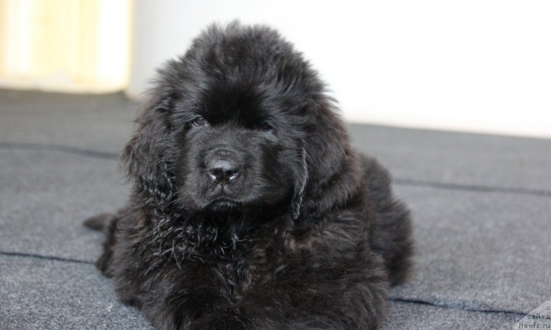 Фото: ньюфаундленд Браунблад MCК Лави Нэман (Brownblood MSK Lavy Neman)