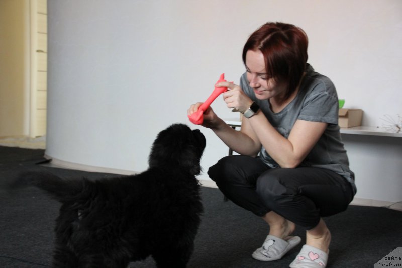 Фото: Александра Васина, ньюфаундленд Браунблад MCК Лави Нэман (Brownblood MSK Lavy Neman)