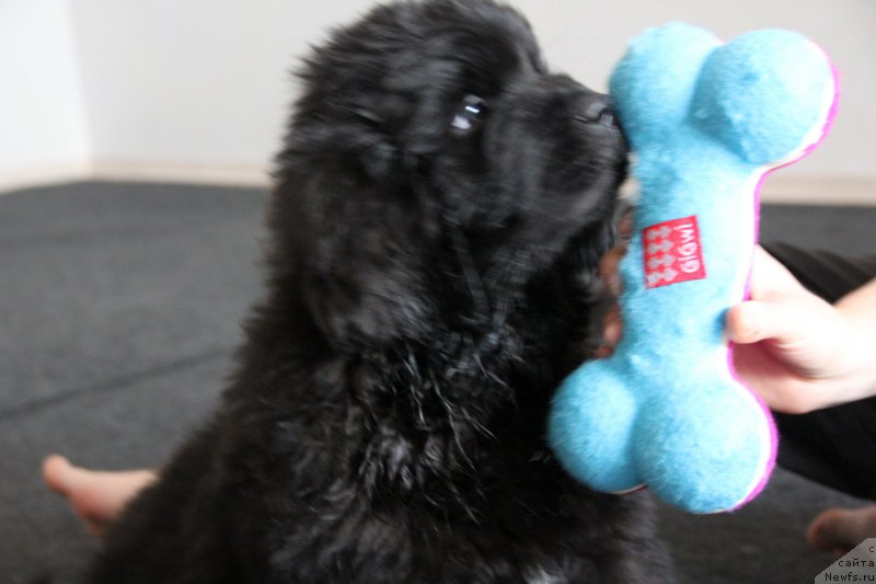 Фото: ньюфаундленд Браунблад MCК Лави Нэман (Brownblood MSK Lavy Neman)