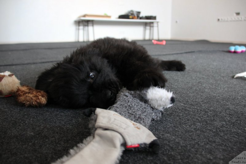 Фото: ньюфаундленд Браунблад MCК Лави Нэман (Brownblood MSK Lavy Neman)