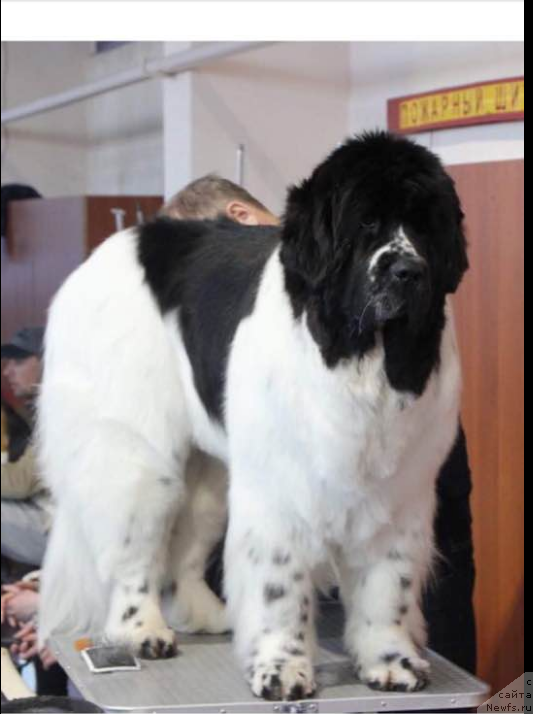 Фото: ньюфаундленд Берегиня Шакира (Bereginya Shakira)