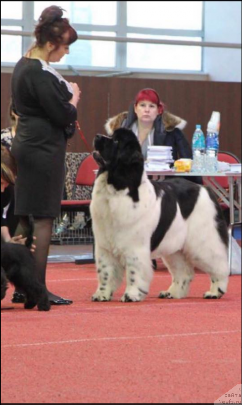 Фото: ньюфаундленд Берегиня Шакира (Bereginya Shakira)