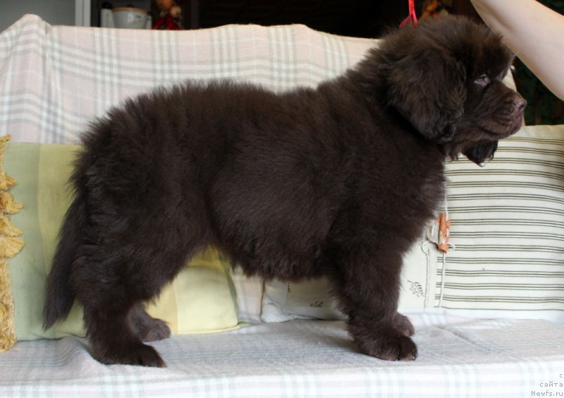 Фотография № 222908