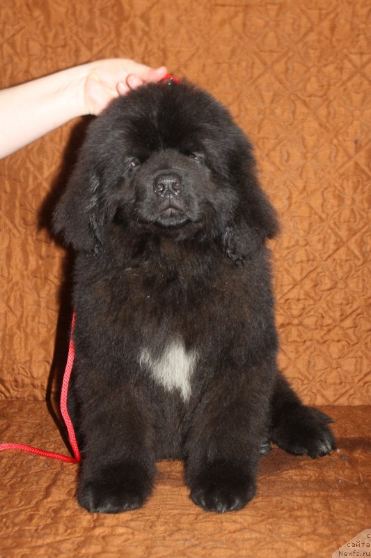 Фотография № 222910