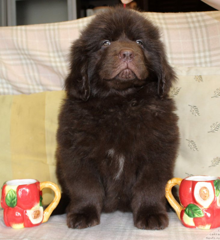 Фотография № 222911