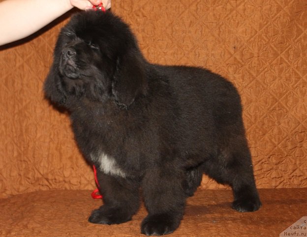 Фото: ньюфаундленд Терра Виктория Жу Шоу (Terra Victoria Ghou Show)