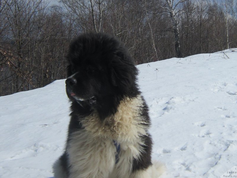 Фотография № 222917