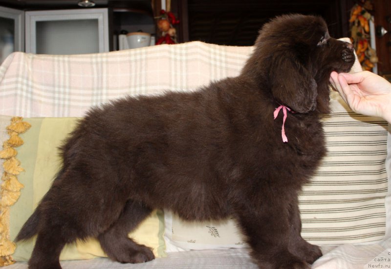 Фотография № 222920