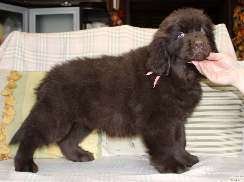 Фотография № 222921