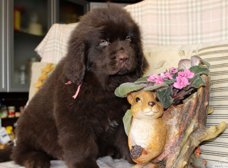 Фотография № 222922