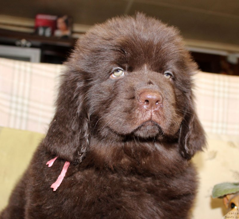 Фотография № 222923