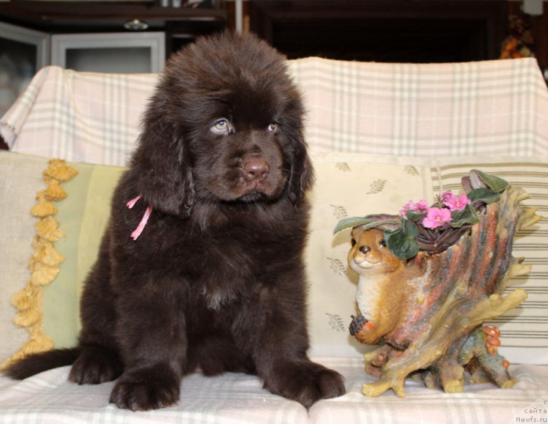 Фотография № 222924