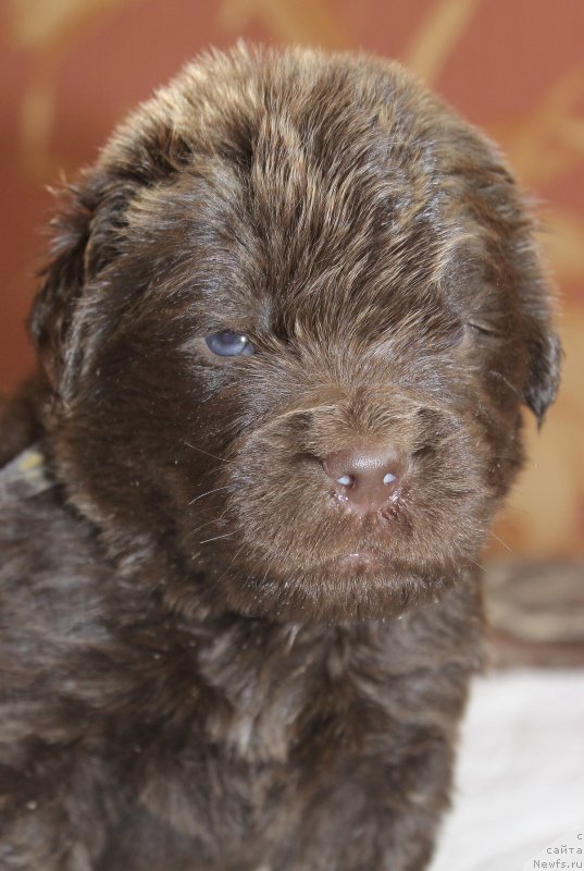 Фотография № 222925