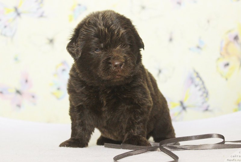 Фотография № 222926