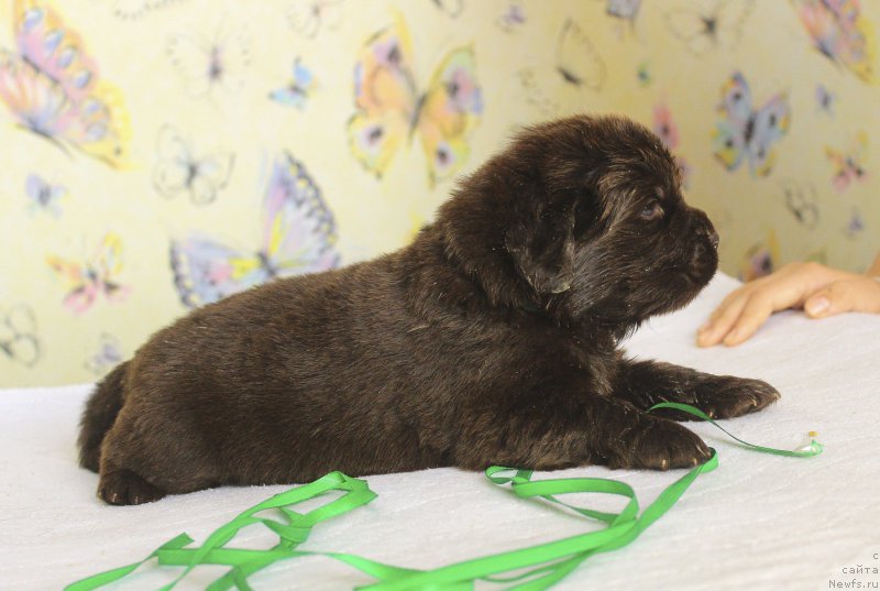 Фотография № 222929