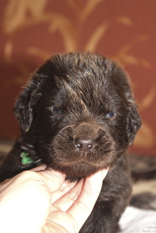 Фотография № 222930