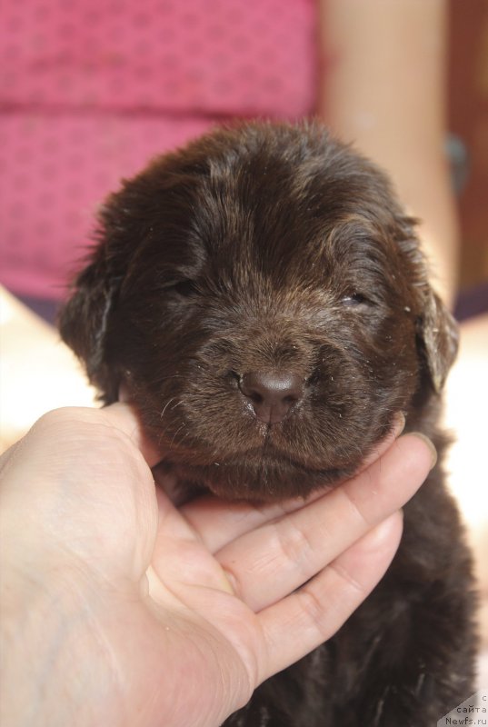 Фотография № 222931