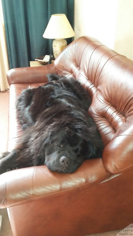 Фото: ньюфаундленд Моя Стихия Императрица Мария