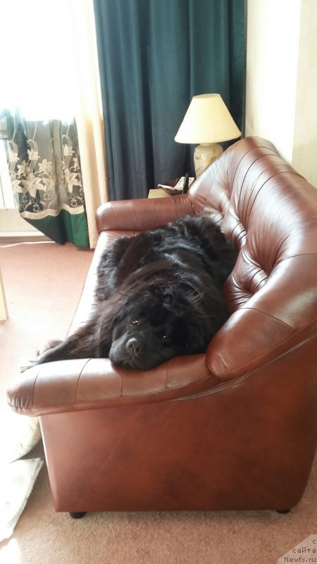 Фото: ньюфаундленд Моя Стихия Императрица Мария