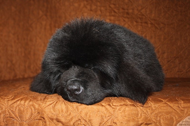 Фотография № 222934