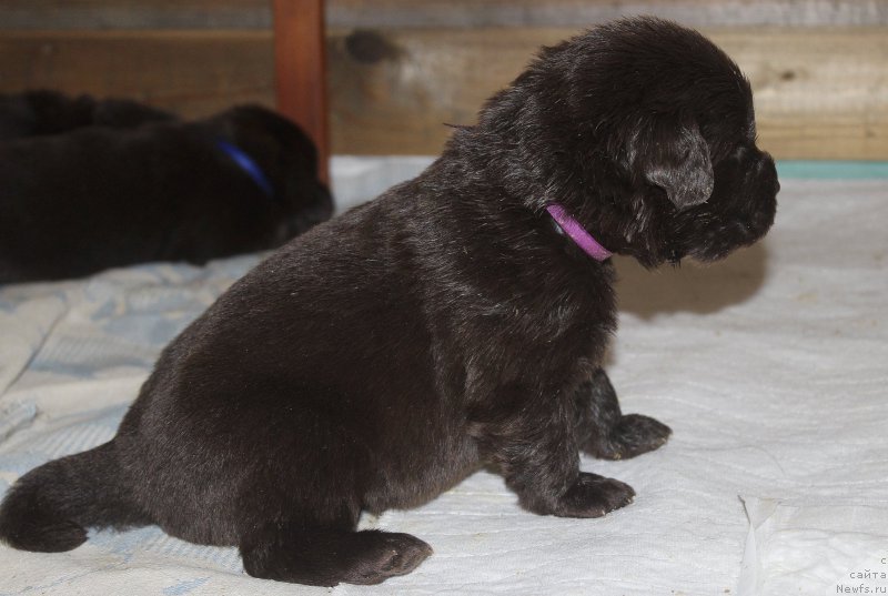 Фотография № 222937